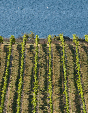 Row of vines in front of lake at Misha's Vineyard.