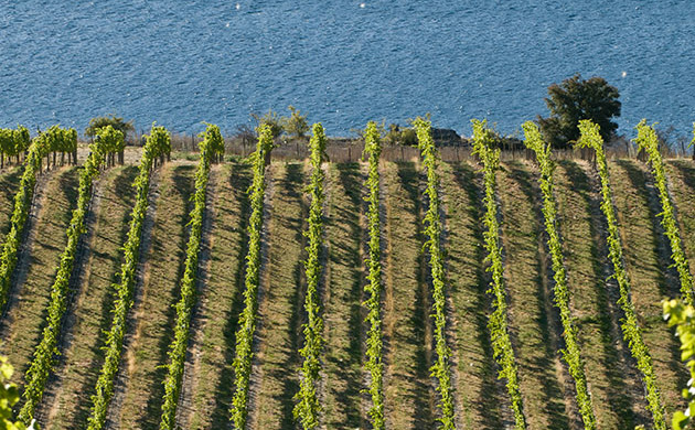 Row of vines in front of lake at Misha's Vineyard.