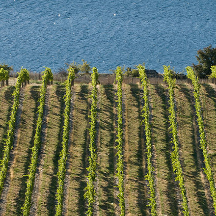 Row of vines in front of lake at Misha's Vineyard.