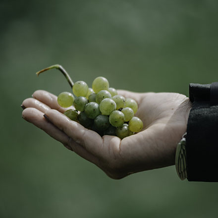 A hand holding a bunch of grapes