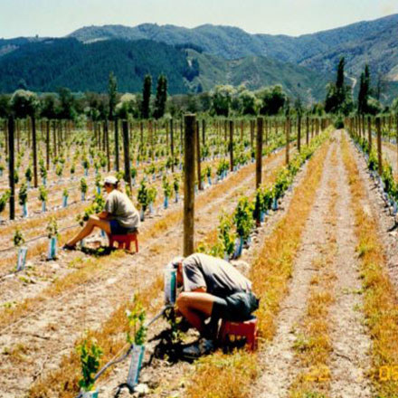 People shoot thinning at Hans Herzog vineyard in 1998