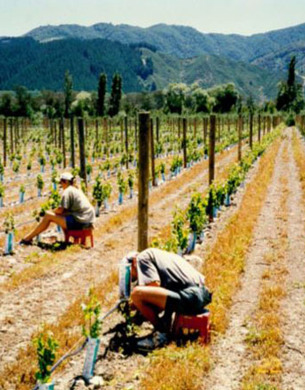 People shoot thinning at Hans Herzog vineyard in 1998
