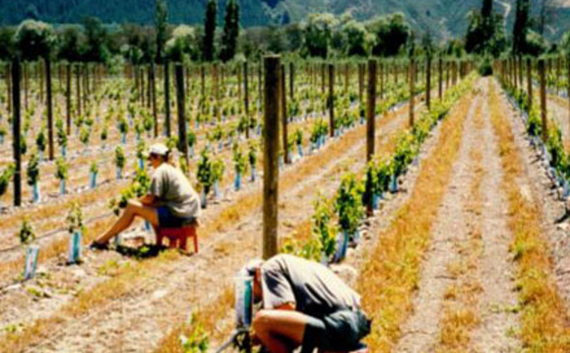 People shoot thinning at Hans Herzog vineyard in 1998