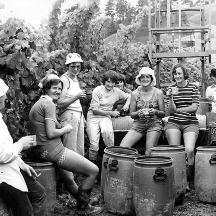 Harvest at Seifried Estate in 1976