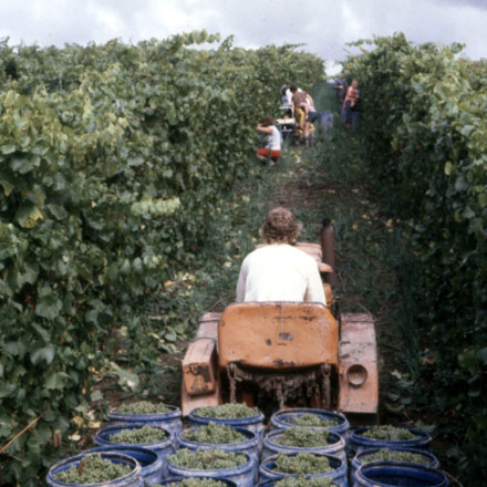 Tractor pulling grapes at Seifried Estate first harvest in 1976