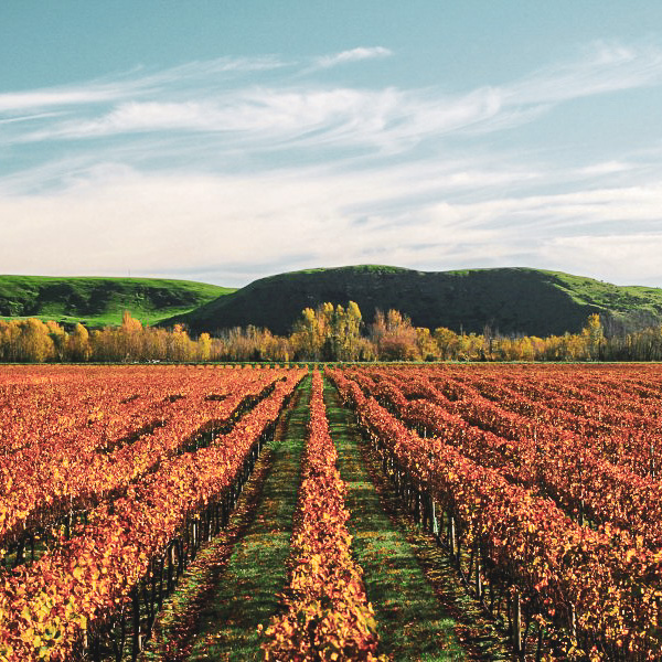 The Keltern Hawke's Bay vineyard