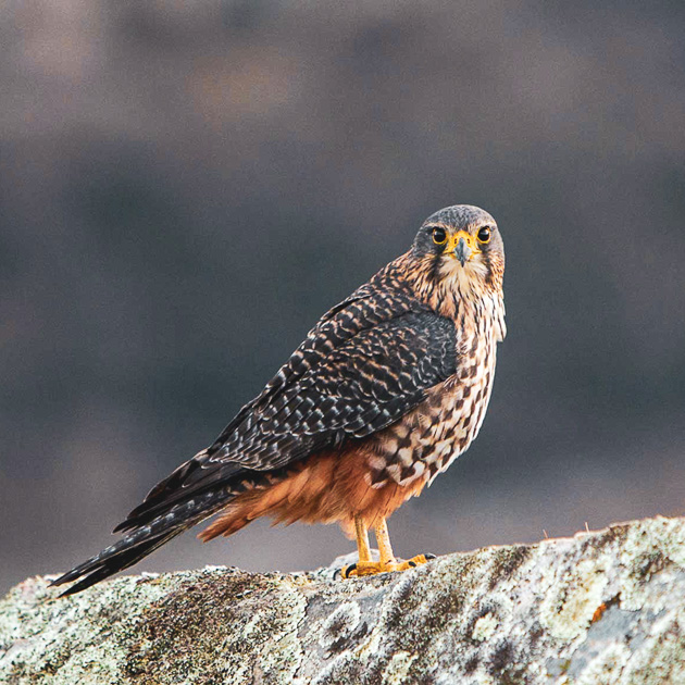 A karearea also known as a New Zealand Falcon