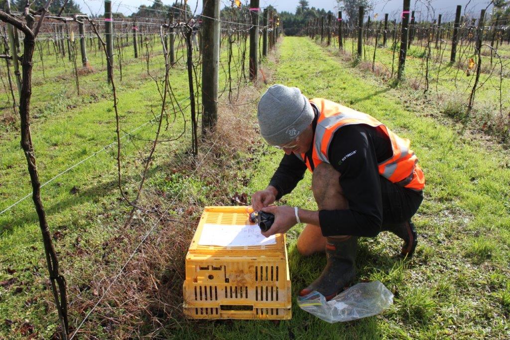 Auckland/Northern competition