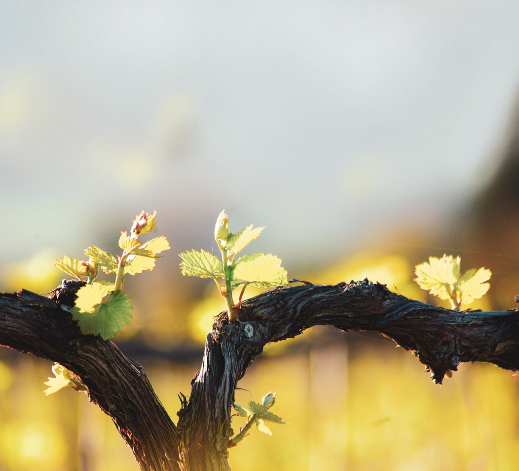 Close up of a grape vine.