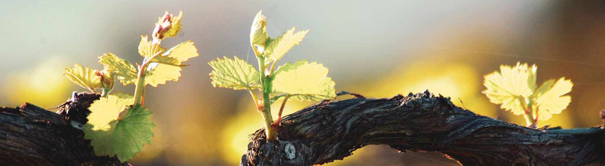 Close up of a grape vine.