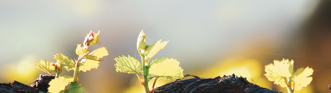Close up of a grape vine.