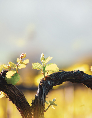 Close up of a grape vine.
