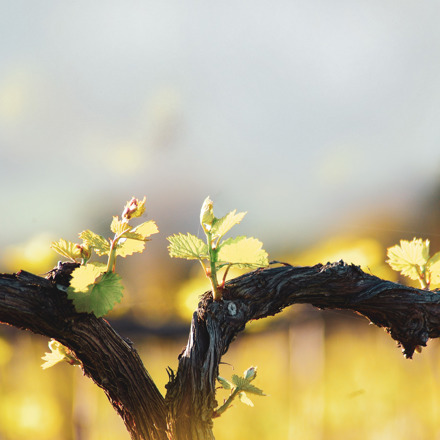 Close up of a grape vine.