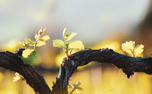 Close up of a grape vine.