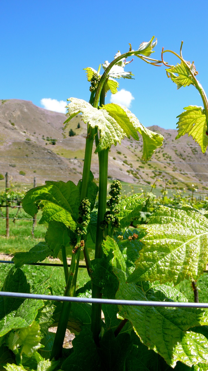 Grafted Grapevine Standard New Zealand Wine Grafted Grapevine Standard