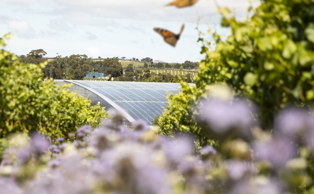 Butterflies infront of Solar Panels at Yealands