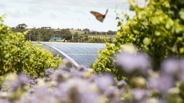 Butterflies infront of Solar Panels at Yealands