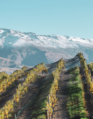 Vineyard in front of mountain Mishas Vineyard