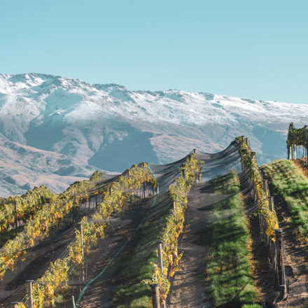 Vineyard in front of mountain Mishas Vineyard