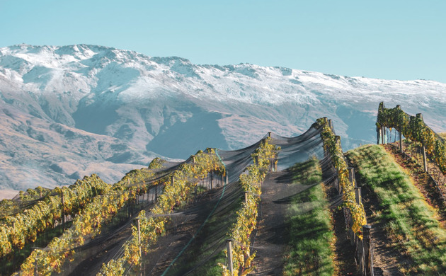 Vineyard in front of mountain Mishas Vineyard