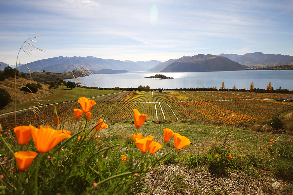 Lake and vines Rippon