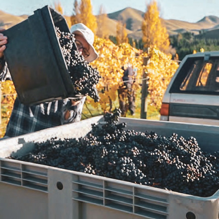 New Zealand Wine New Zealand Wine New Zealand Wine New Zealand Wine