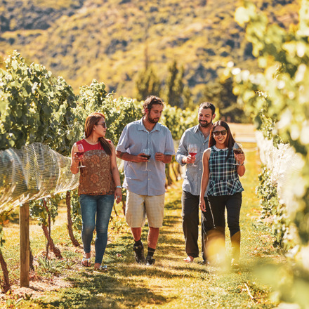 Wine tour in vines