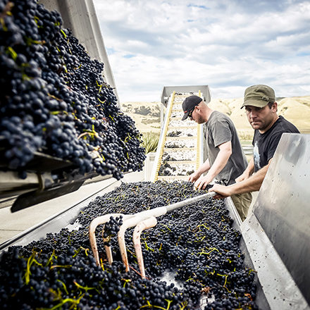 Men processing Pinot Noir grapes