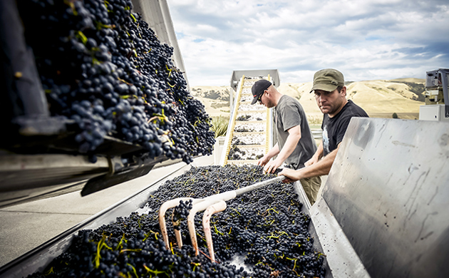 Men processing Pinot Noir grapes
