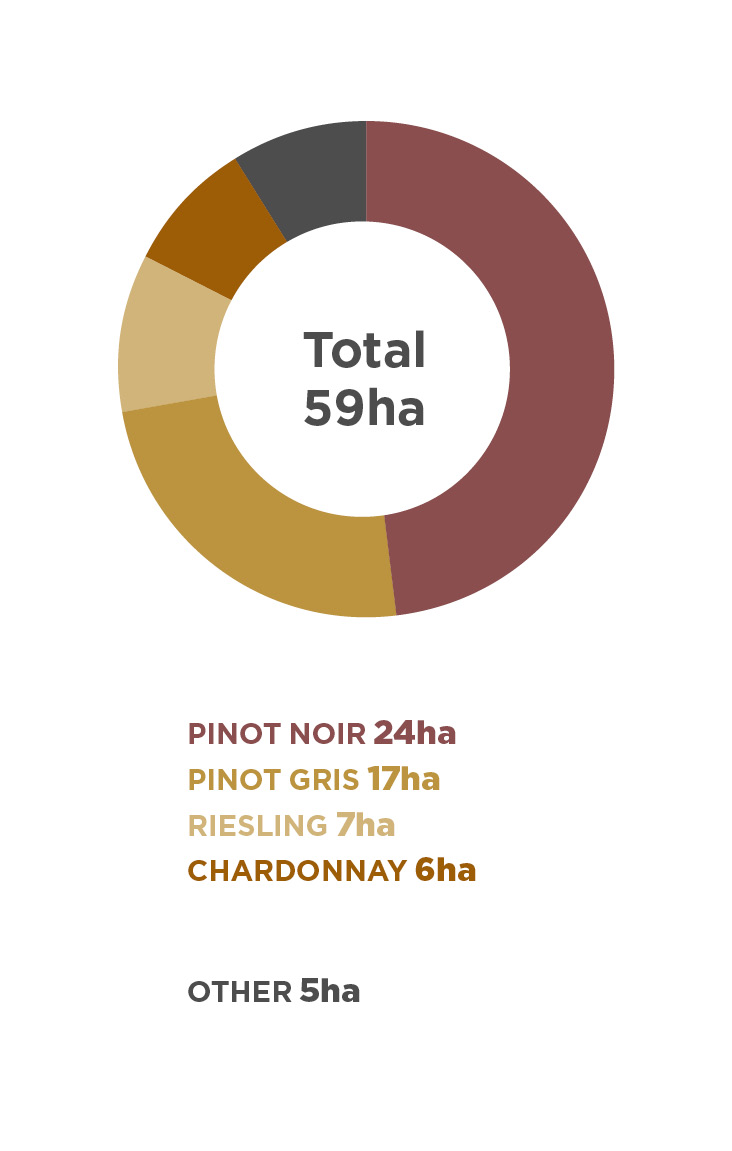 Wine Region Plantings 2020, Waitaki Valley