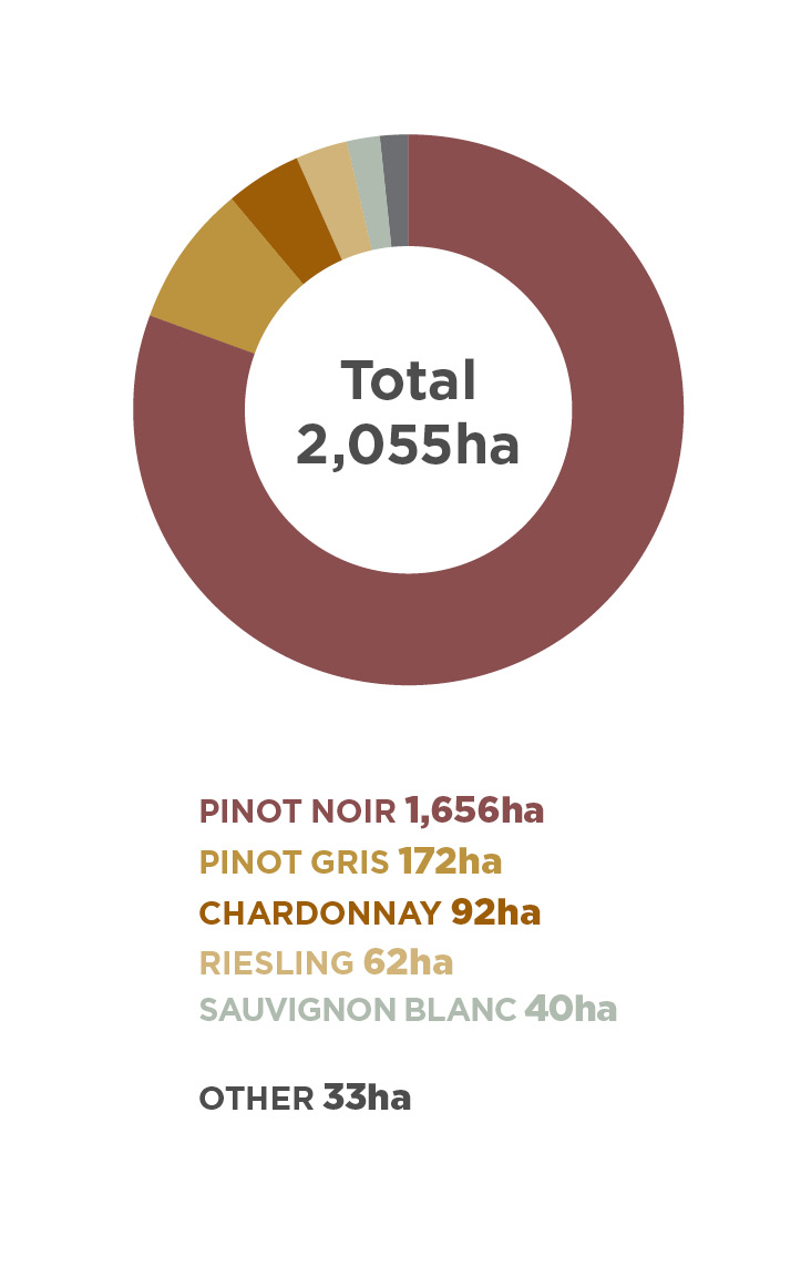 Wine Region Plantings 2020, Central Otago