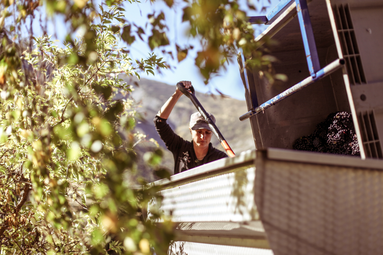 Jen Parr Valli Vineyard