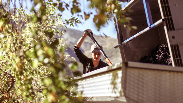 Jen Parr Valli Vineyard
