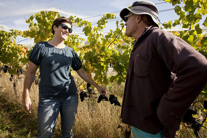 Jules Taylor Vineyard