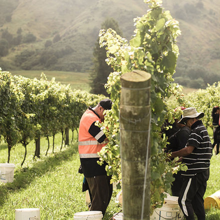 New Zealand Wine New Zealand Wine New Zealand Wine New Zealand Wine