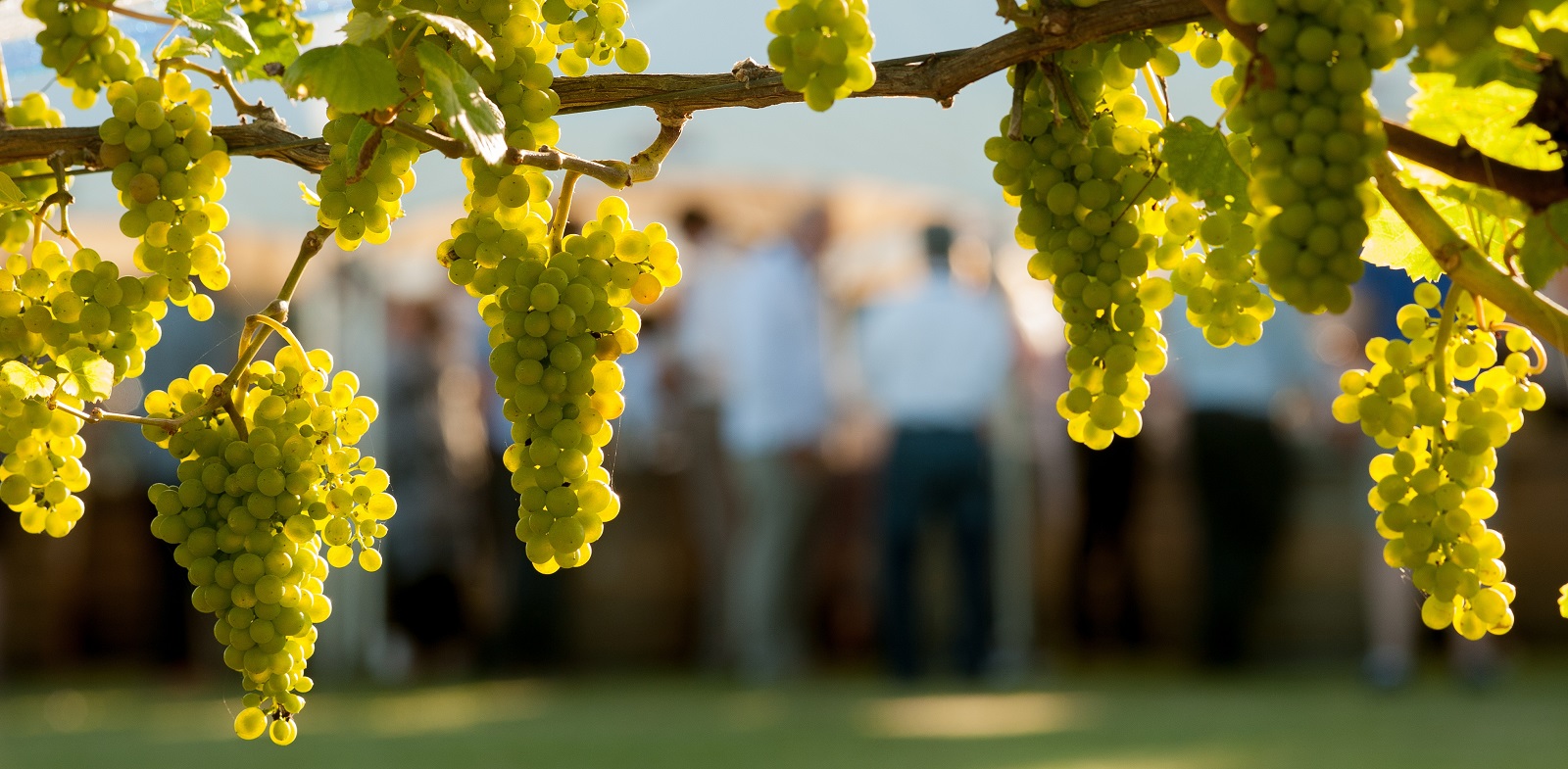 Afbeeldingsresultaat voor chardonnay