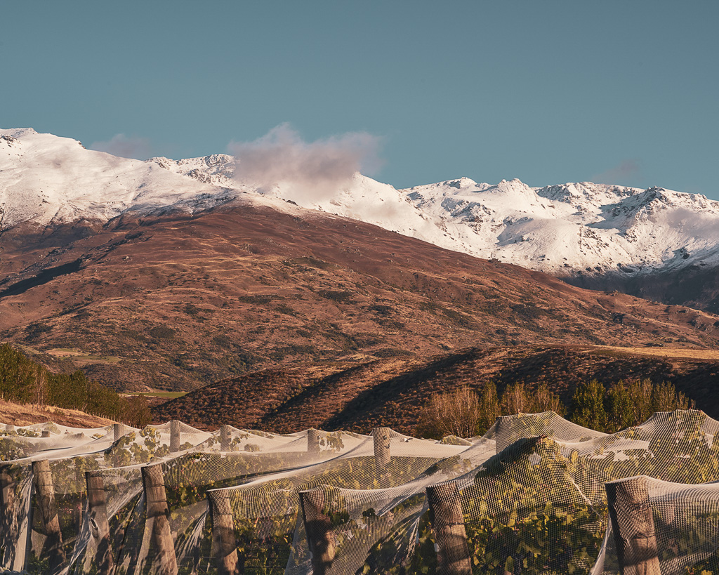 Amisfield vineyards under Pisa range