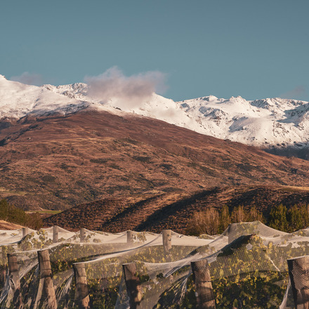 Amisfield vineyards under Pisa range