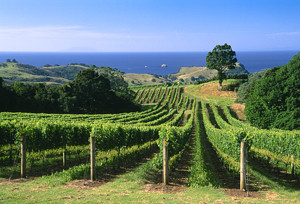 Waiheke Wine