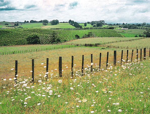 grassy landscape image with white flowers