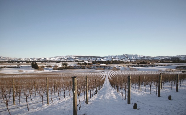 greystone wines in winter, snow on the ground and no leaves on the vines