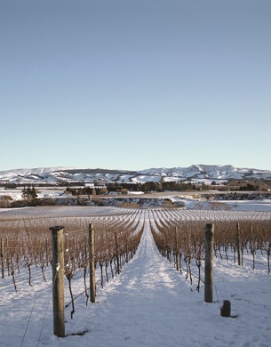 greystone wines in winter, snow on the ground and no leaves on the vines