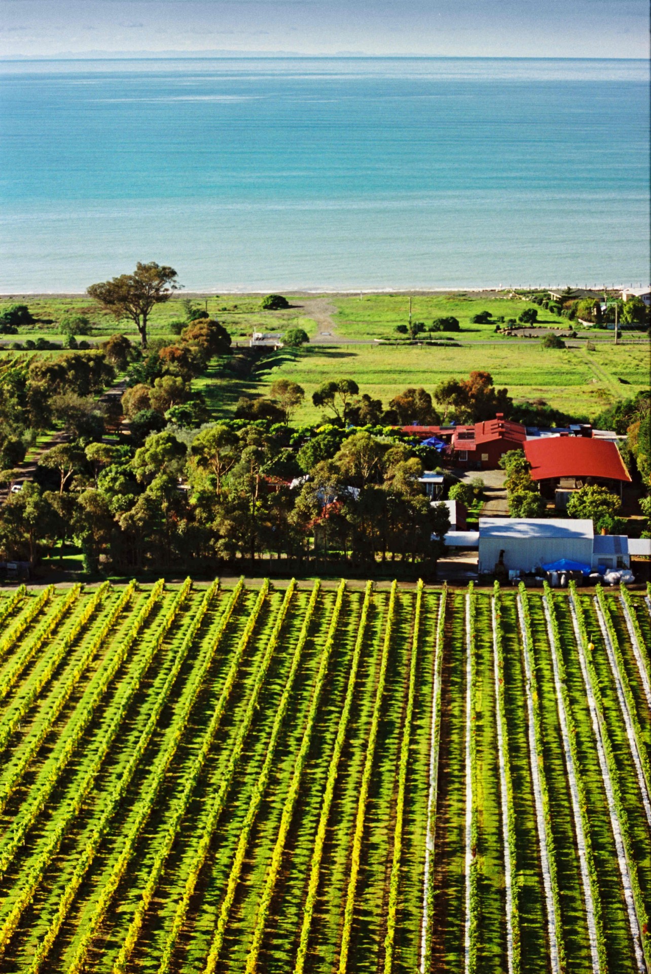 Clearview Estate winery, vines near the ocean