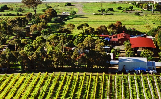 Clearview Estate winery, vines near the ocean