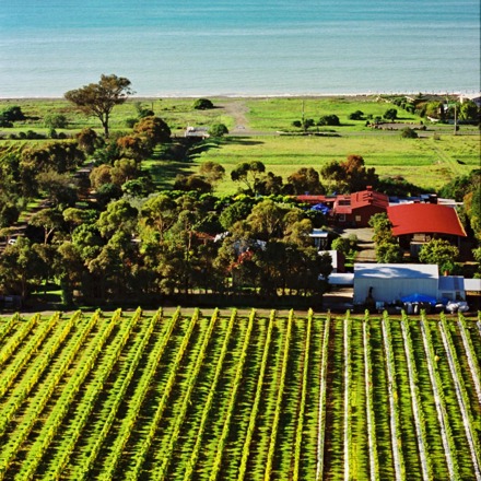 Clearview Estate winery, vines near the ocean