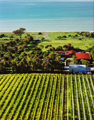 Clearview Estate winery, vines near the ocean