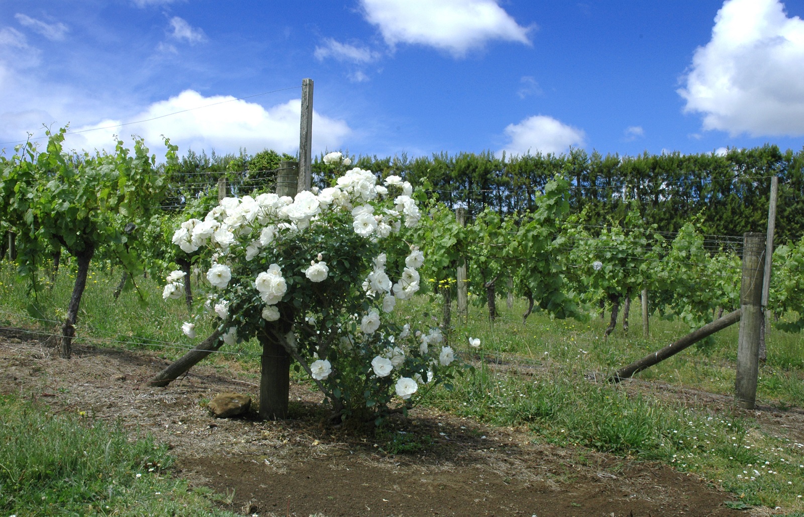 Northand Wine, white flowers next to the vines