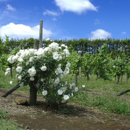 Northand Wine, white flowers next to the vines