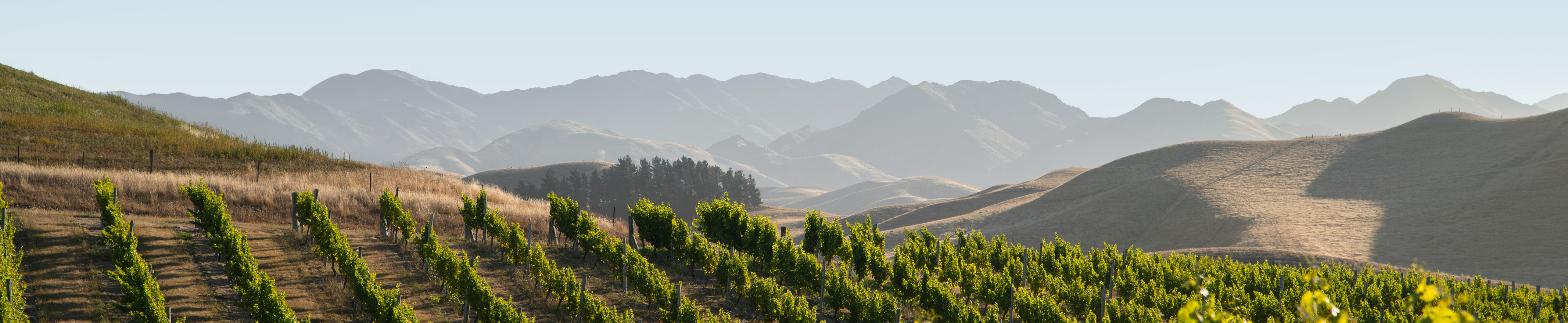 New Zealand Wine - Vimarsana News