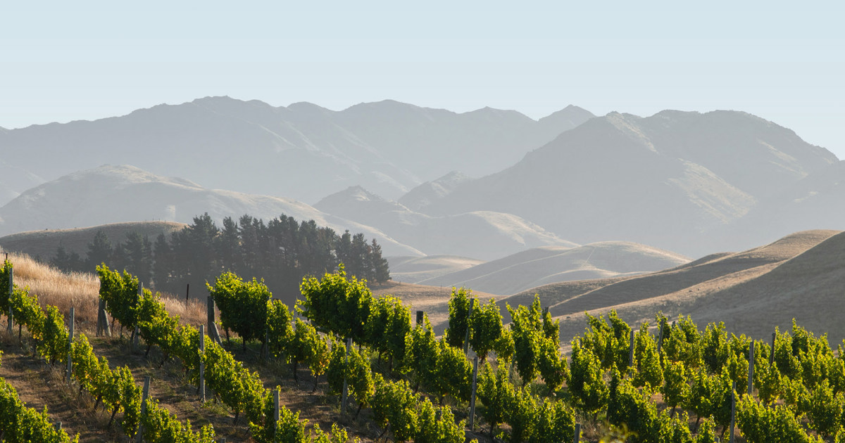 Nzwine logo